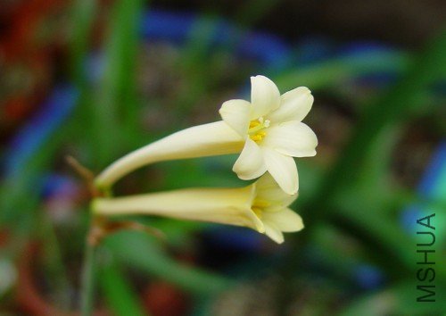 Cyrtanthus mackenii.jpg