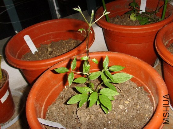 ���� SSL27039.jpg