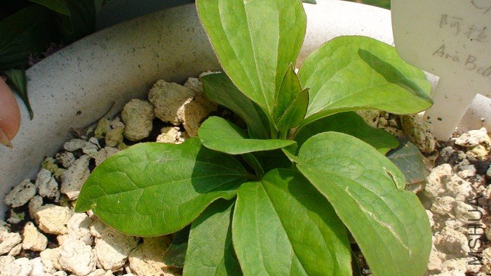 4-9��ѿ���úÿ찡������ҶƬ��һ�����������ѿ����û�г�������