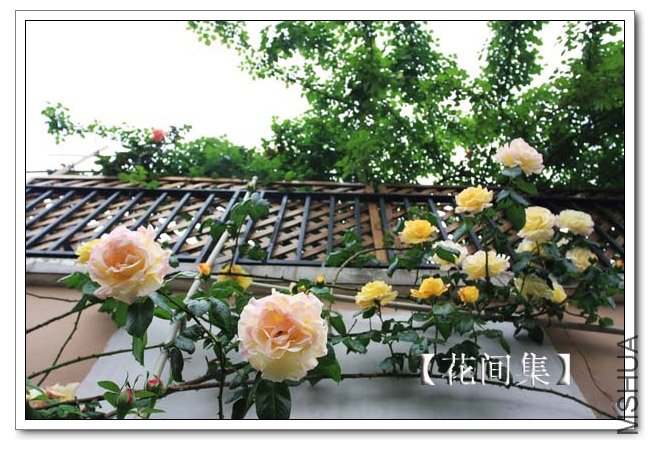 IMG_4992 ����.jpg