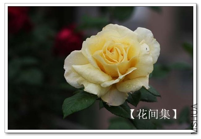 IMG_3875 ����.jpg