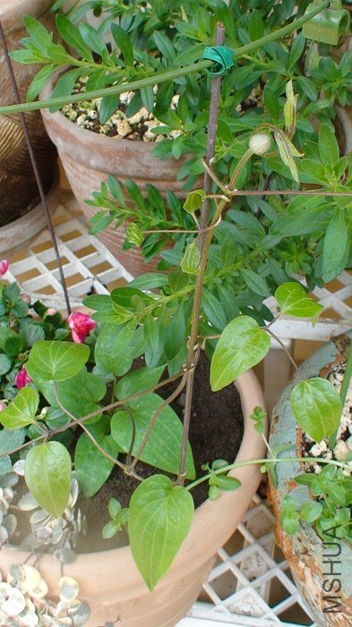 4-9�գ���һ�ܺ�֦���Ķ��˾��Ѿ�������һ���󻨰�������Ҫ��������