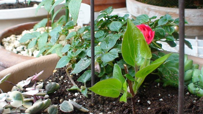 3-25�վ��Ѿ�������һ֦�̶̵�֦������