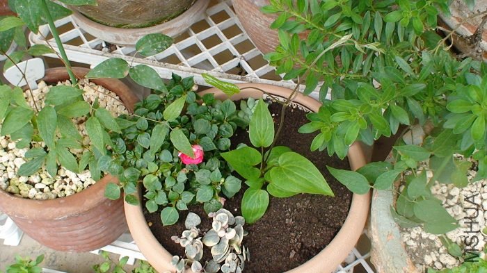 4-2�յ�֦���ֳ�����һ�㡣