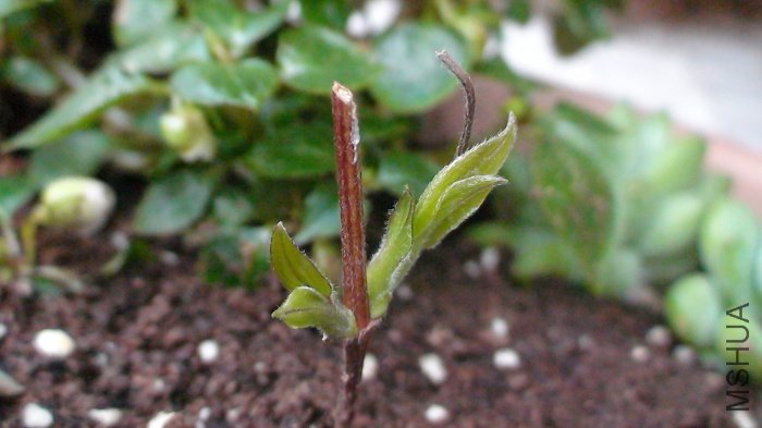 3-21��Сѿ�ſ������̵�С�֡�