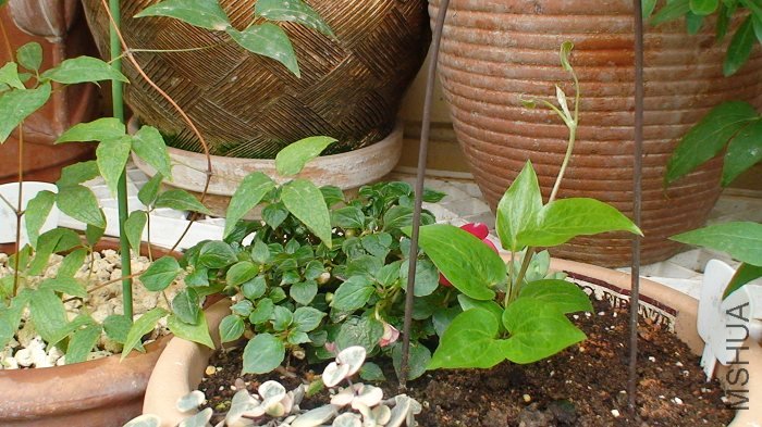 3-30��֦��������һ��㡣