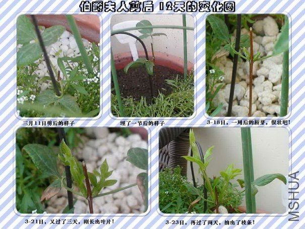 ���Ǽ���12�����ı仯����3-11����3-23�գ�