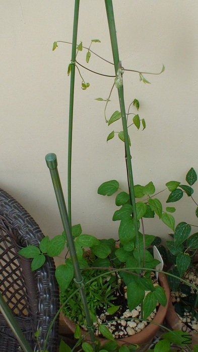 4-9�գ��ֳ�����һЩ������Ҳ����һЩ��ֻ�Ǵ�����ͷ��