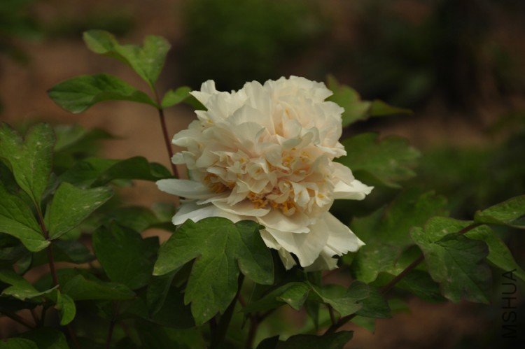 _DSC0052-.jpg