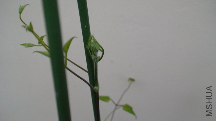 ��������������д�ɣ�