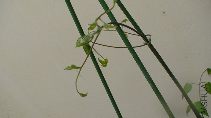 ��������д��