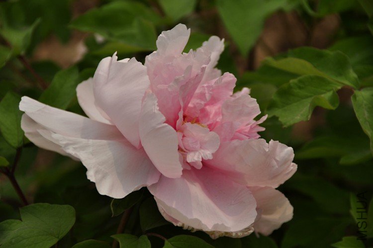 _DSC0093-.jpg