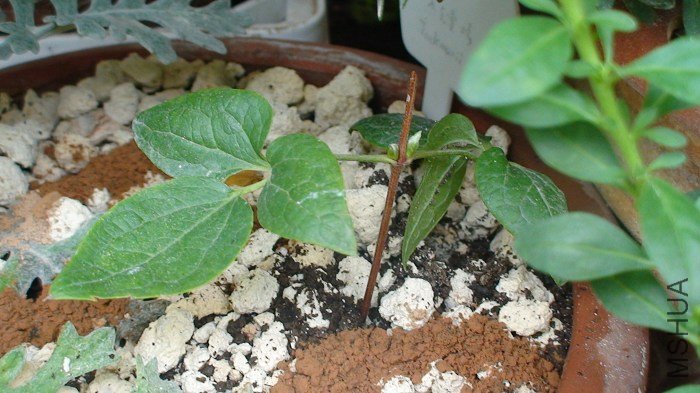 3-27�գ�һ�ߵ�Ҹѿ��ʼ������һ��㡣