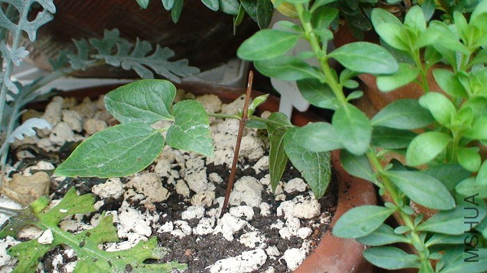 3-30�գ�һ���Ҹѿ�ֳ����һ��㡣