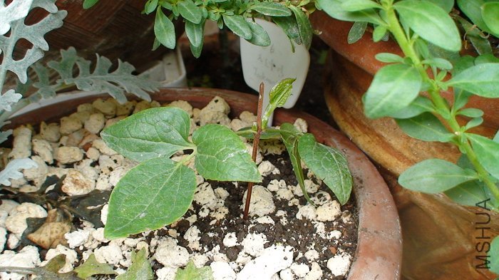 4-2�գ��Ѿ�׼���ſ�С������