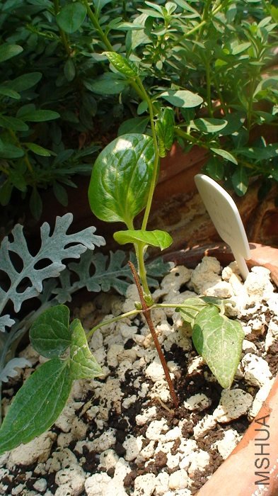 4-7�գ�ҶƬ�ſ���¶��һ�ζ̶̵�֦�������Ժ�Ӧ�þͻ������������׶�����