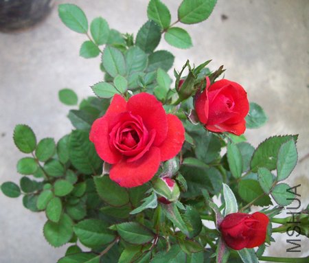 100_1115.jpg
