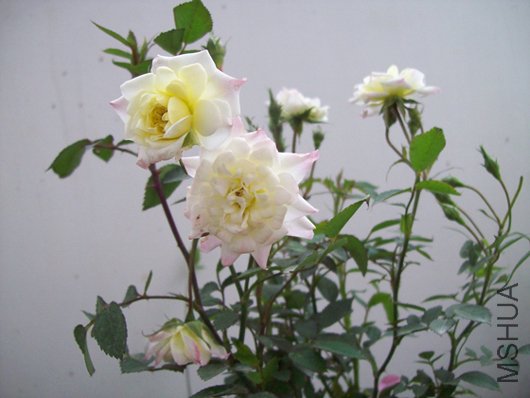 100_1124.jpg