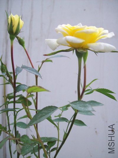 100_1121.jpg