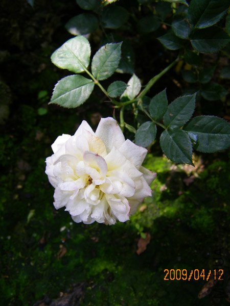 ���ڵ���ɫ