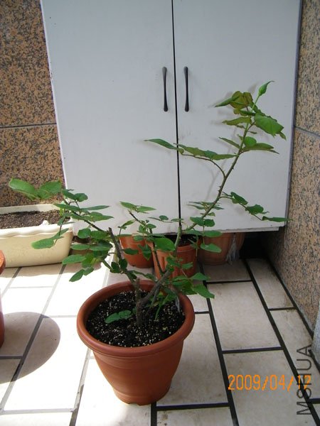 100_0126.JPG