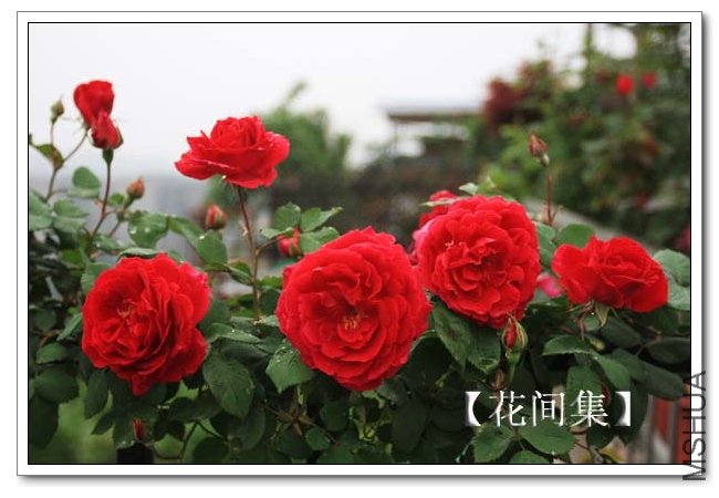 IMG_4975 ����.jpg