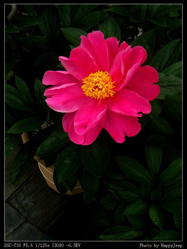 20090411 �ձ���ҩ.jpg