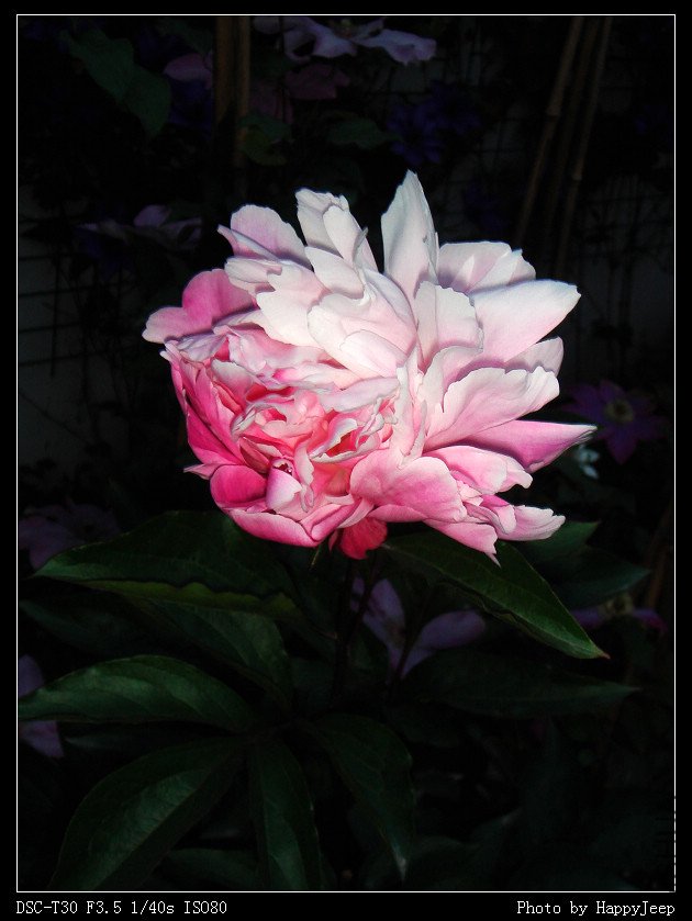 20090409 �滨¶˪.jpg