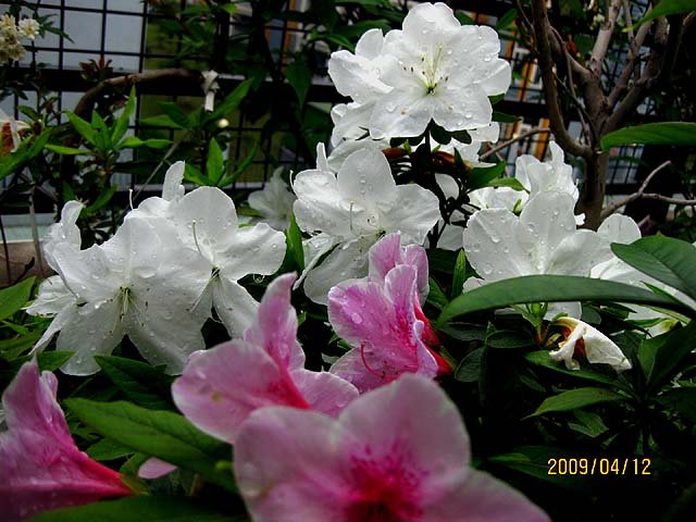 IMG_4374-s.jpg
