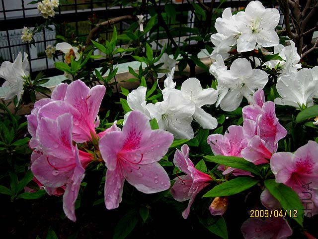 IMG_4375-s.jpg