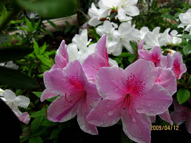 IMG_4382-s.jpg