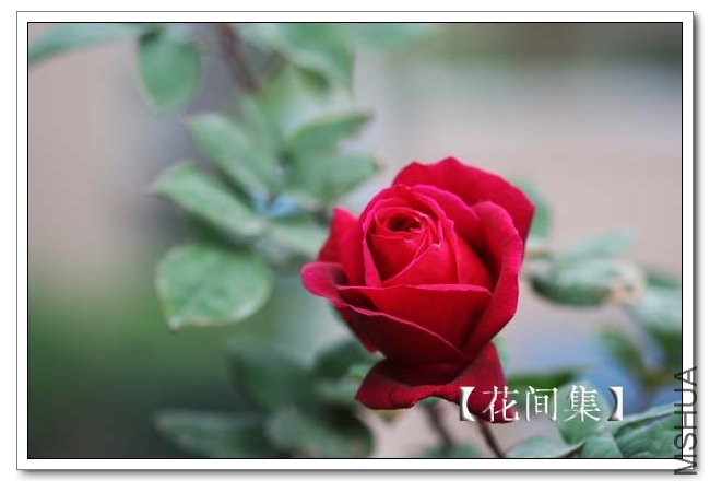 IMG_3824 ����.jpg