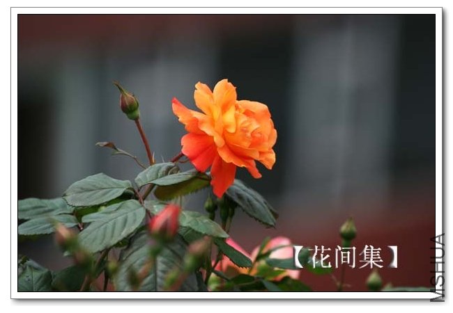 IMG_4021 ����.jpg