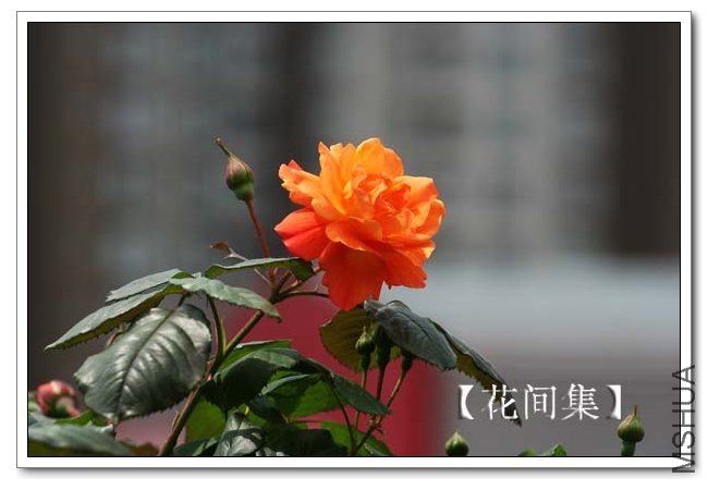 IMG_4015 ����.jpg