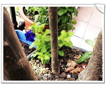 ��������Լ�������ţţ������,��Ư�����Ϻ�ɫ,˿�ް�Ļ���,�����Ĳ��������ָо�