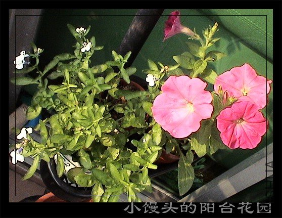 ��ֲ�����С����ţţ,û���˾������������泤��΢��С��,�������Ӷ���