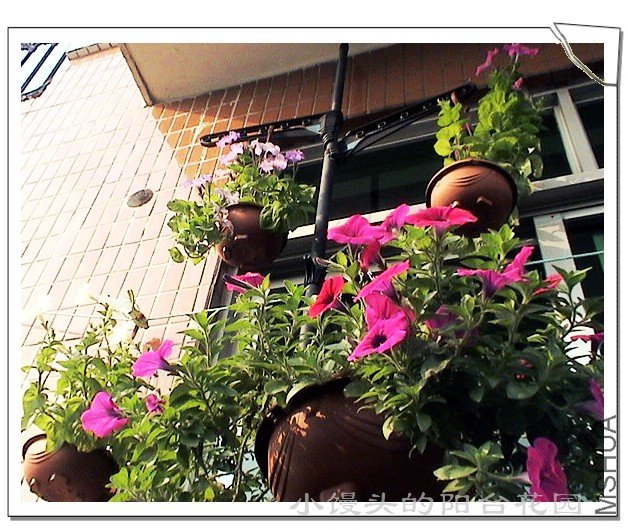 ����������,����Ϲ�������ţţ