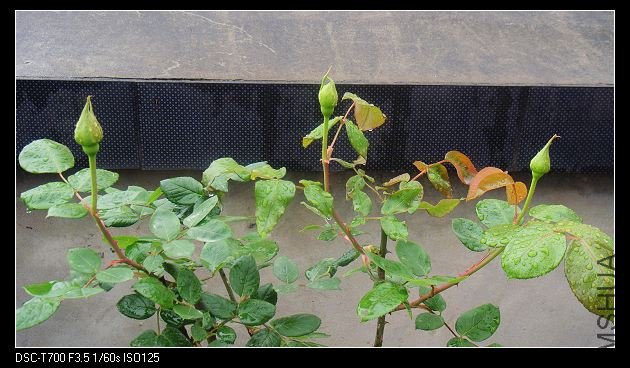 DSC01425.jpg