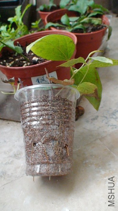 ��������֦, ���������ҶƬ���.