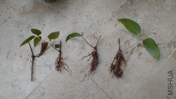 ȡ��������, һ֦��Ҷȫ�ݵ���ȫû����, ����֦��ͬ�̶ȵ�������!