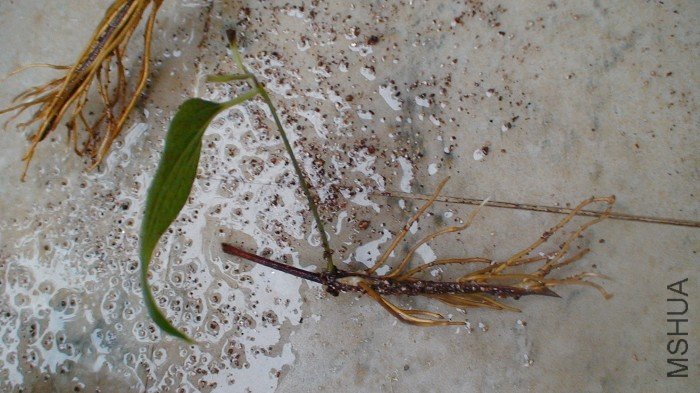 �ŵڶ���ֻ��һƬ��Ҷ!