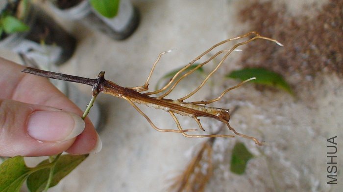 ���ǵ�����! ��ʵҶƬ�Ѿ���ʼ����!