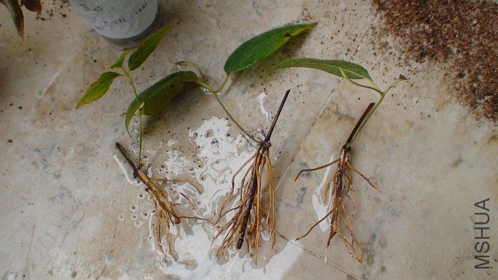 ��֦������ȫ��. �ر�ע��һ�����ǵ�ҶƬ���, ҶƬ�ִ����̵ĸ�ϵ���!