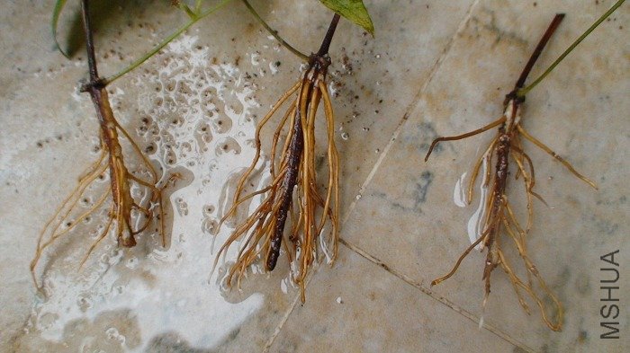 ��֦�ĸ�����дһ��!