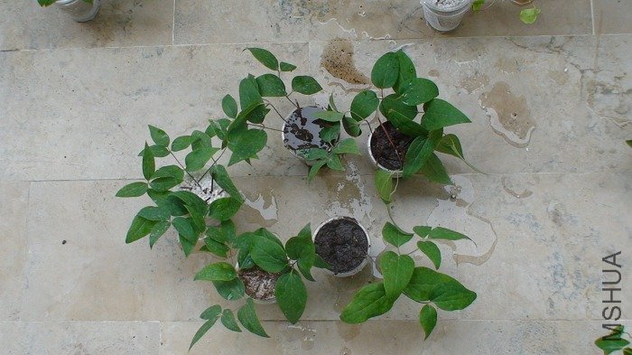 ��������3-11�ո�Ǥ���������,  ������ͼһ���º��������������Ա�! (��������һ���Ѿ�������������!)