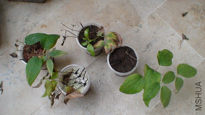 ����ȡ��ǰ�����⼸���ĺ�Ӱ! �������ҵ��Ѿ�ȡ��������, û����, ��ҶҲ��û��ס. ���������һ����һ���� ...