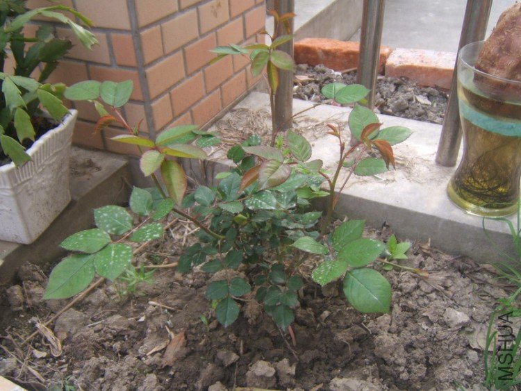 DSCF5285.JPG