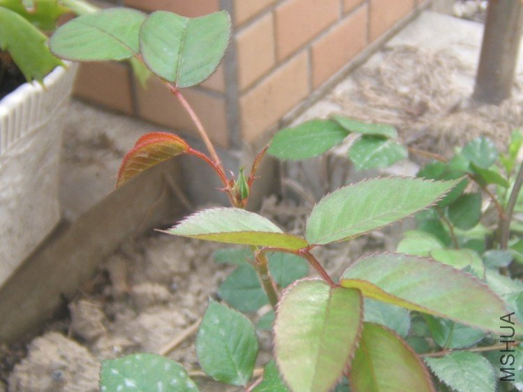 DSCF5287.JPG