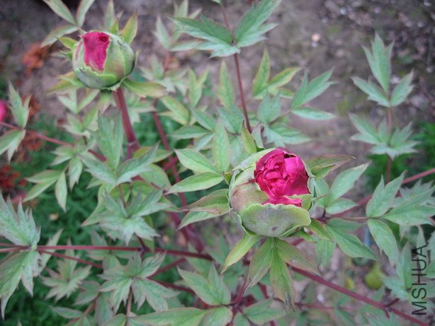 ��Ƭ 015_��С��С.jpg