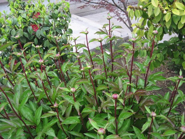 ��Ƭ 014_��С��С.jpg